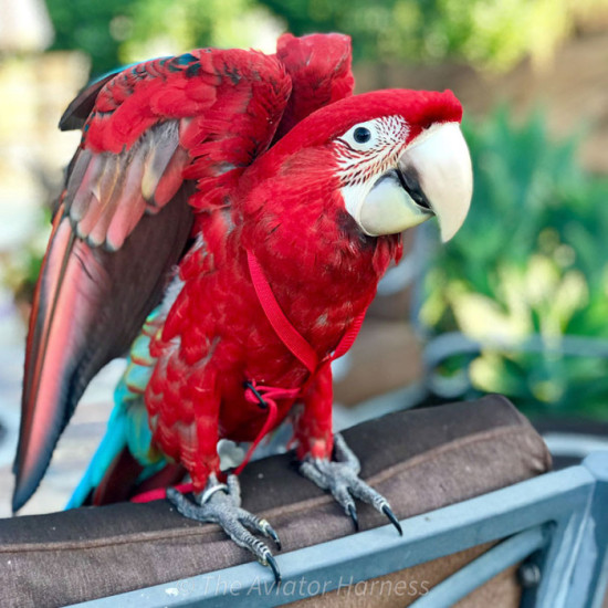 Aviator Harness lintuvaljaat XL