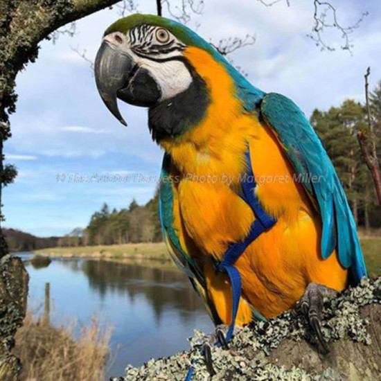 Aviator Harness lintuvaljaat Large