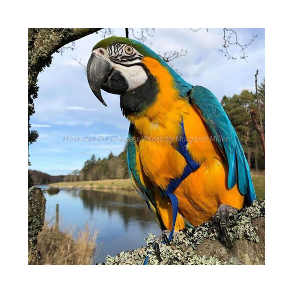 Aviator Harness lintuvaljaat Large