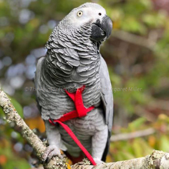 Aviator Harness lintuvaljaat Medium