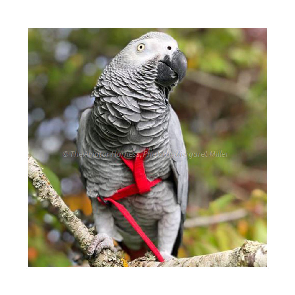 Aviator Harness Medium