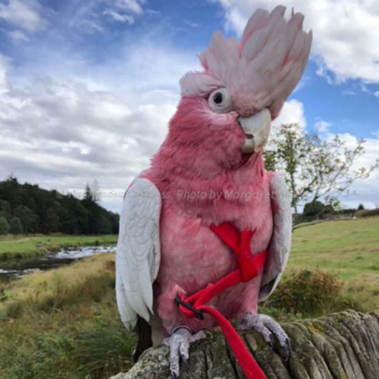 Aviator Harness Small