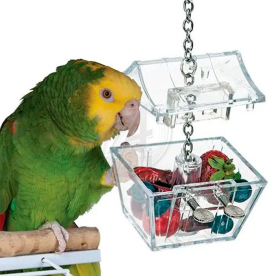 Parrots Treasure